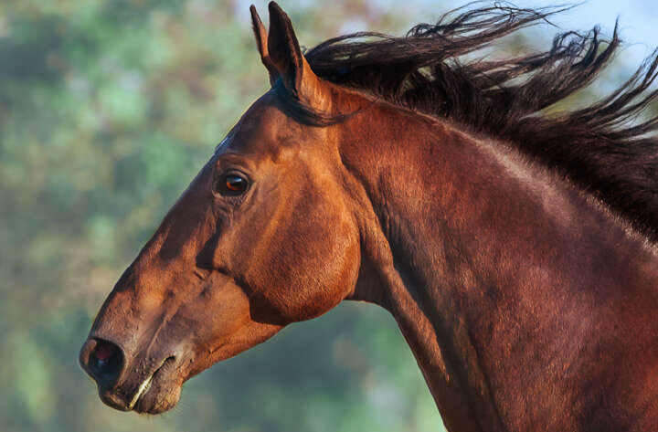 teaserbild hoeveler vitality einstiegsbanner pferdefutter pferd ergaenzungsfutter supplemente m